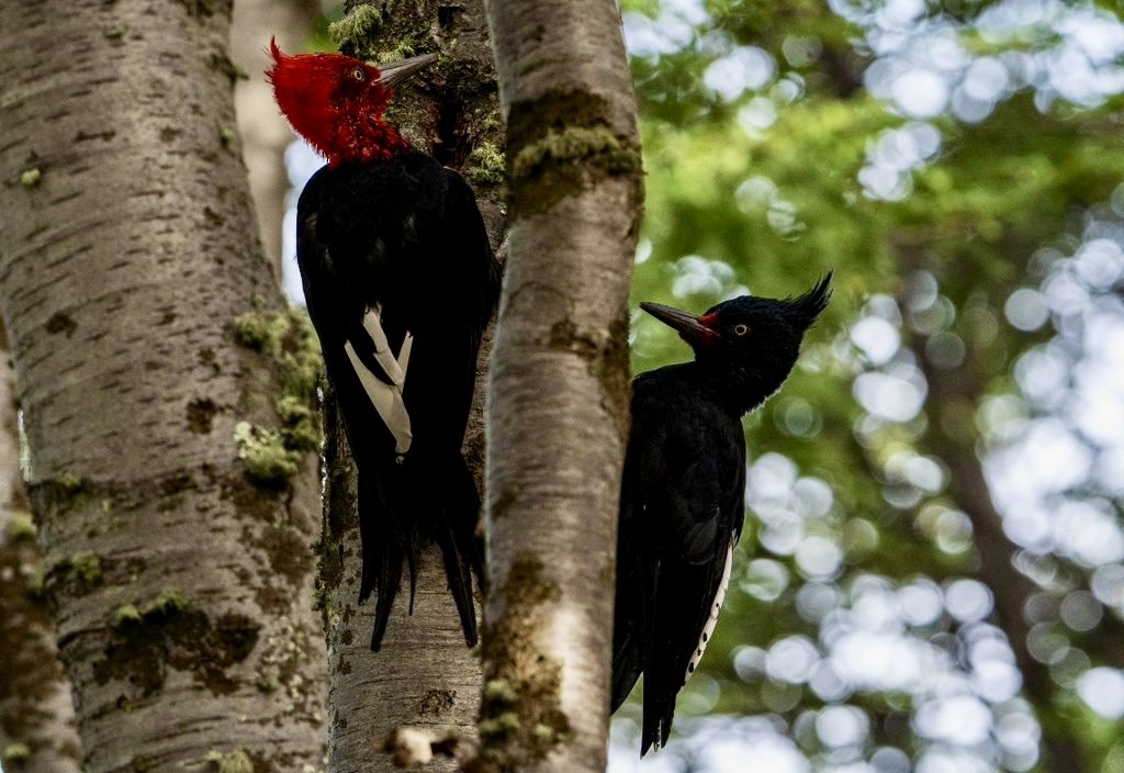 Magellanic Woodpecker - ML616382490