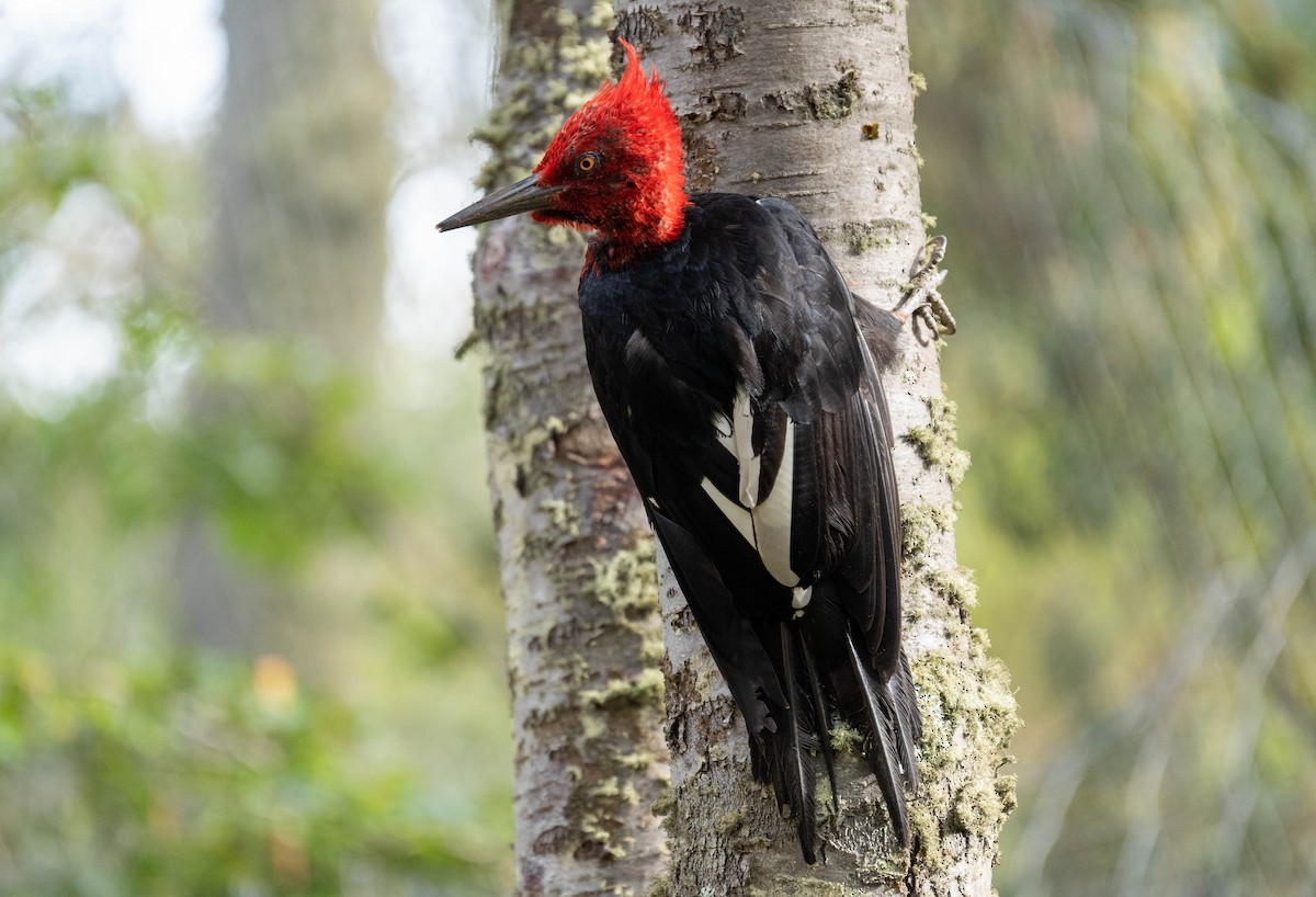 Magellanic Woodpecker - ML616382491