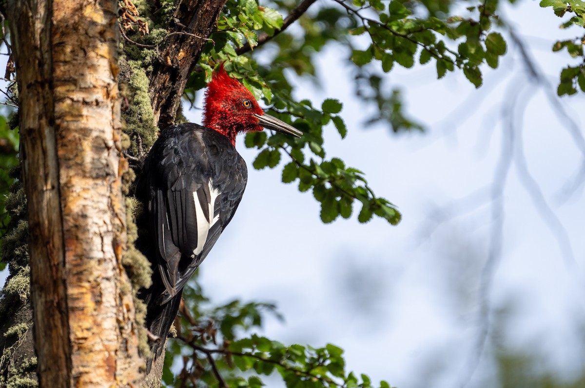 Magellanic Woodpecker - ML616382492