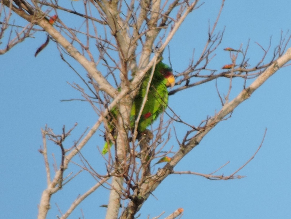 White-fronted Parrot - ML616382500