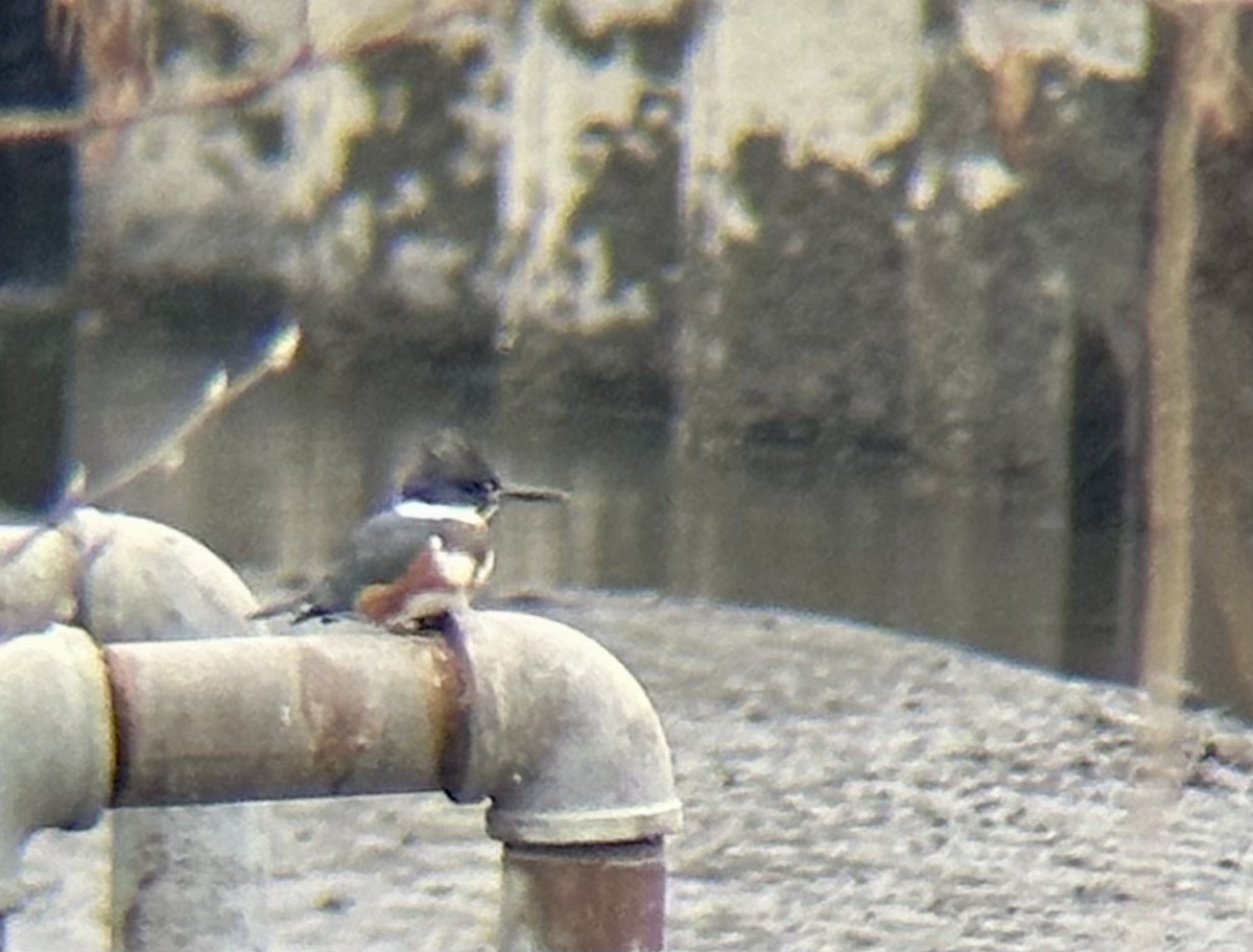 Belted Kingfisher - ML616382518