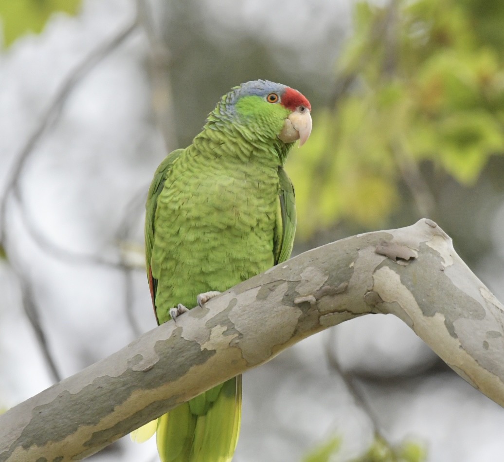 Lilac-crowned Parrot - Debra Miyamoto