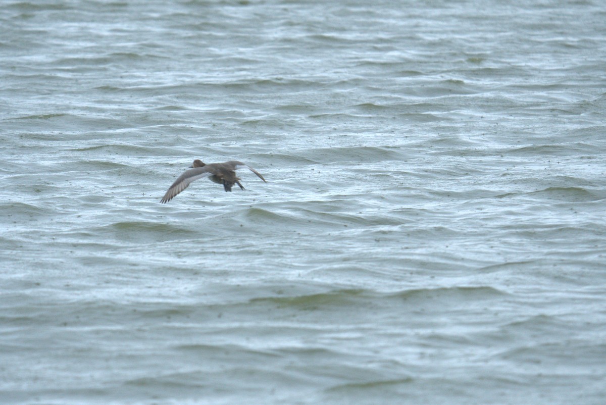 Lesser Scaup - Cindy & Gene Cunningham