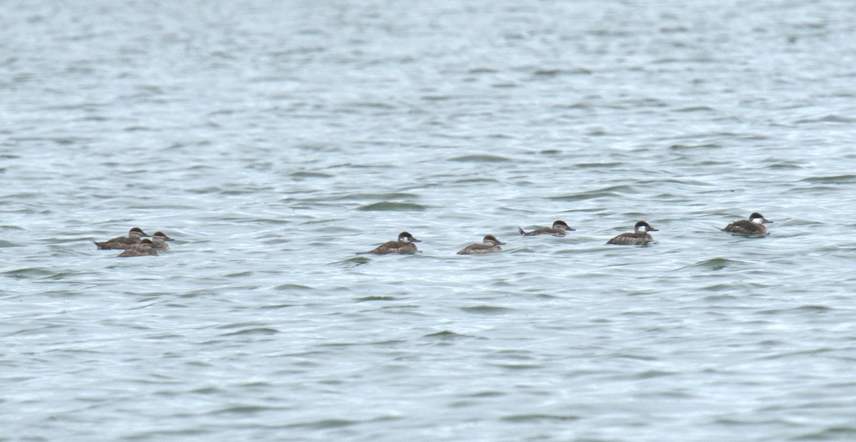 Ruddy Duck - ML616382568