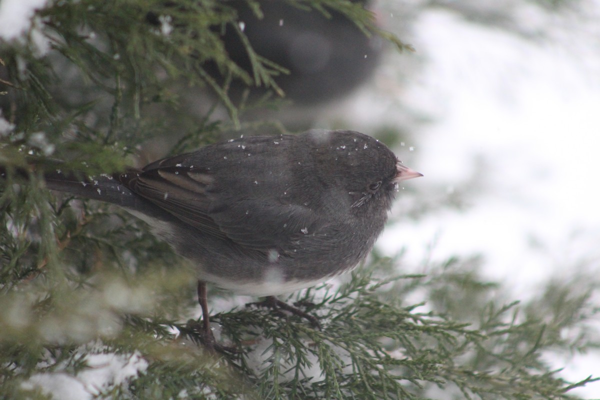 Junco Ojioscuro - ML616382581