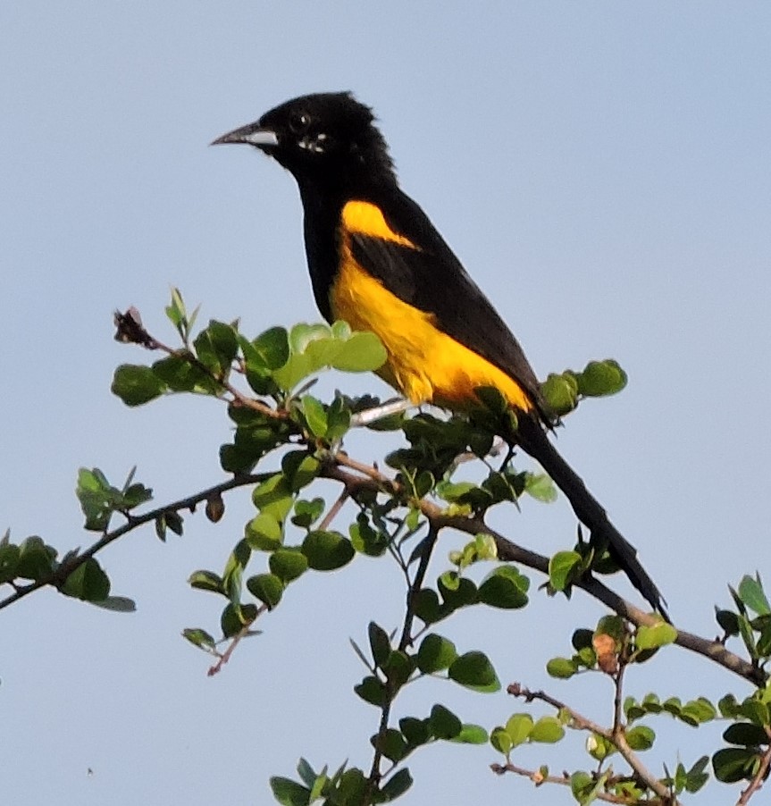 Black-cowled Oriole - ML616382597