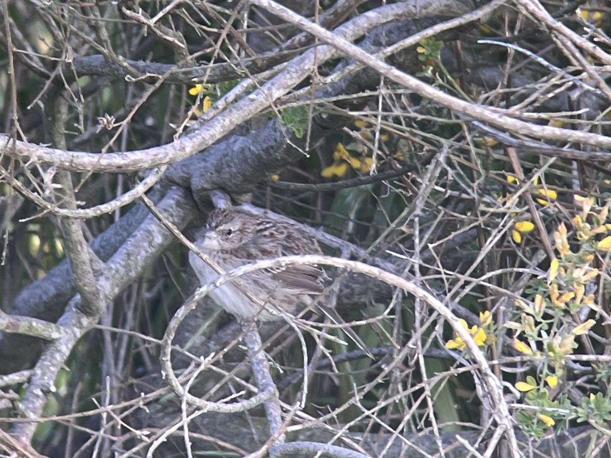 Cassin's Sparrow - ML616382599