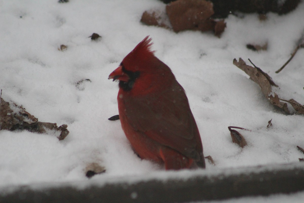 Cardinal rouge - ML616382612