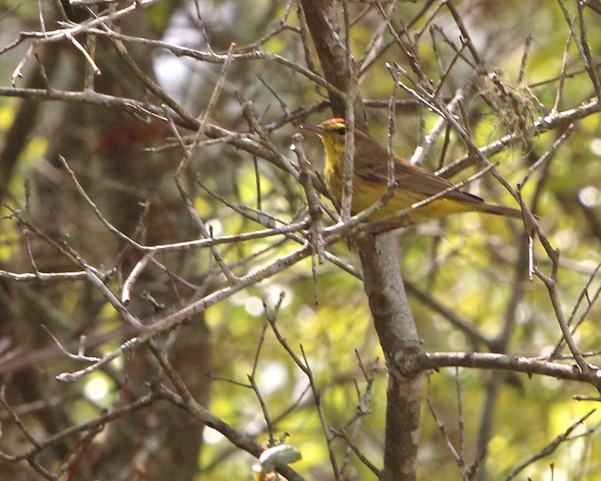 Palm Warbler - Mary Keim