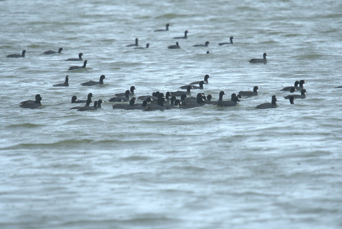 American Coot - ML616382676