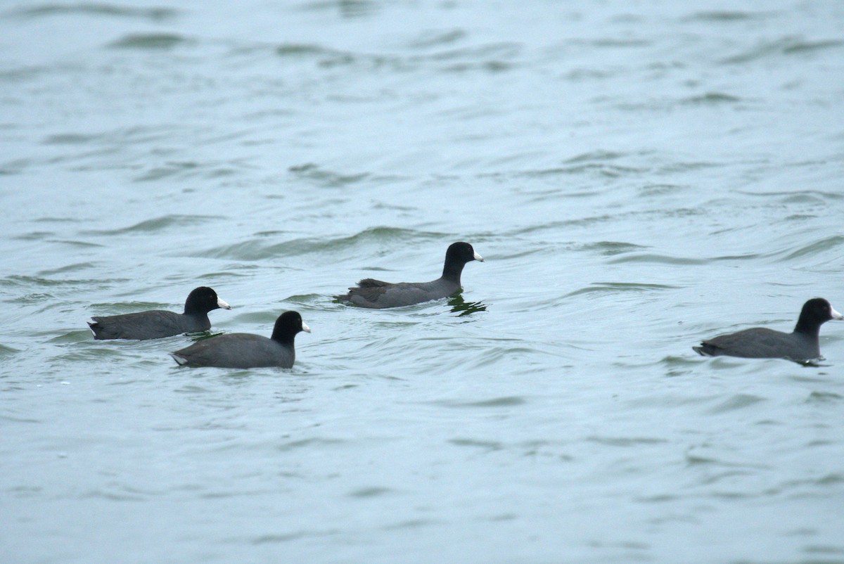 American Coot - Cindy & Gene Cunningham