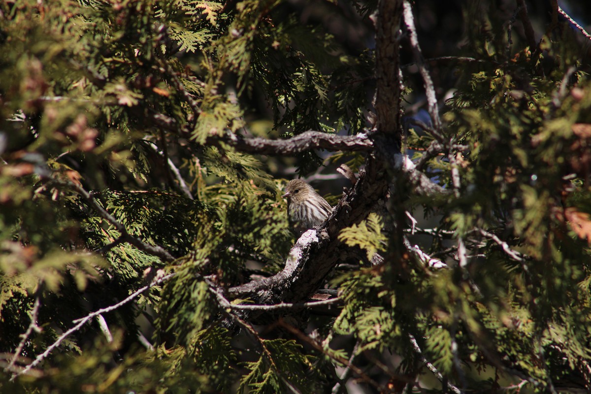 Pine Siskin - Zach Peck