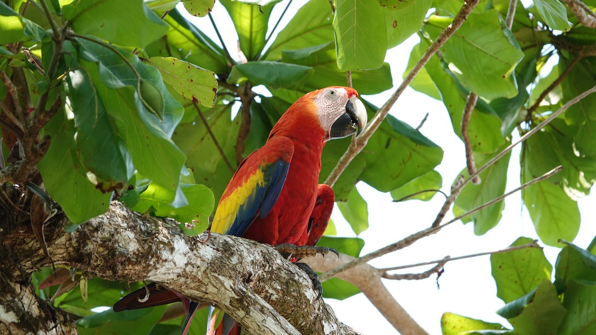 Scarlet Macaw - ML616382703