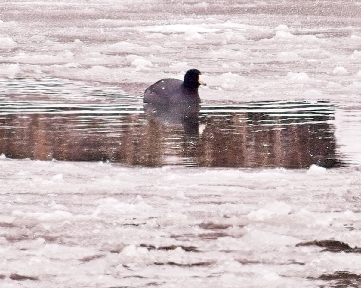 American Coot - Frank Letniowski