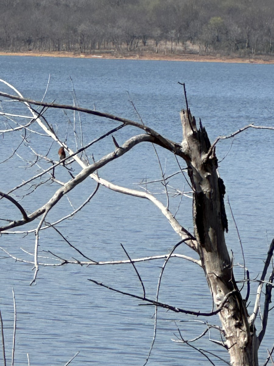 Eastern Bluebird - ML616382732