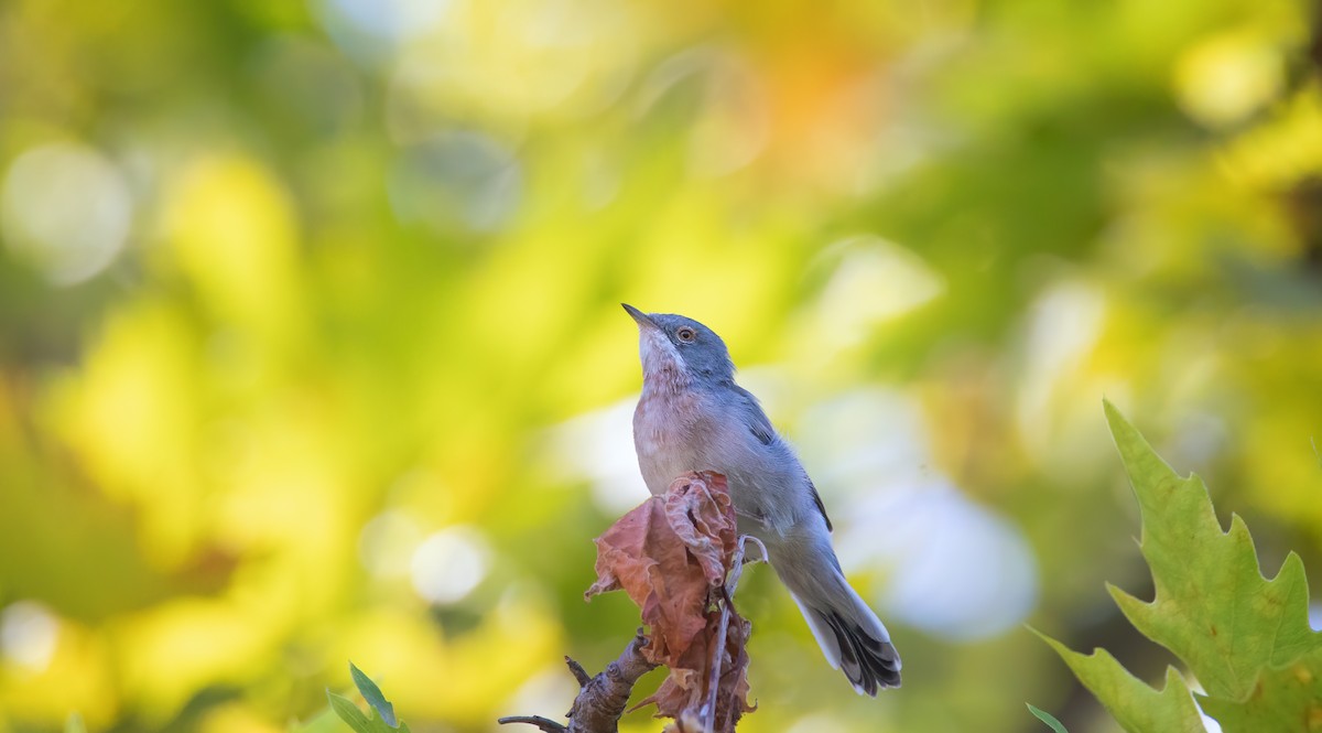 Eastern Subalpine Warbler - ML616382747