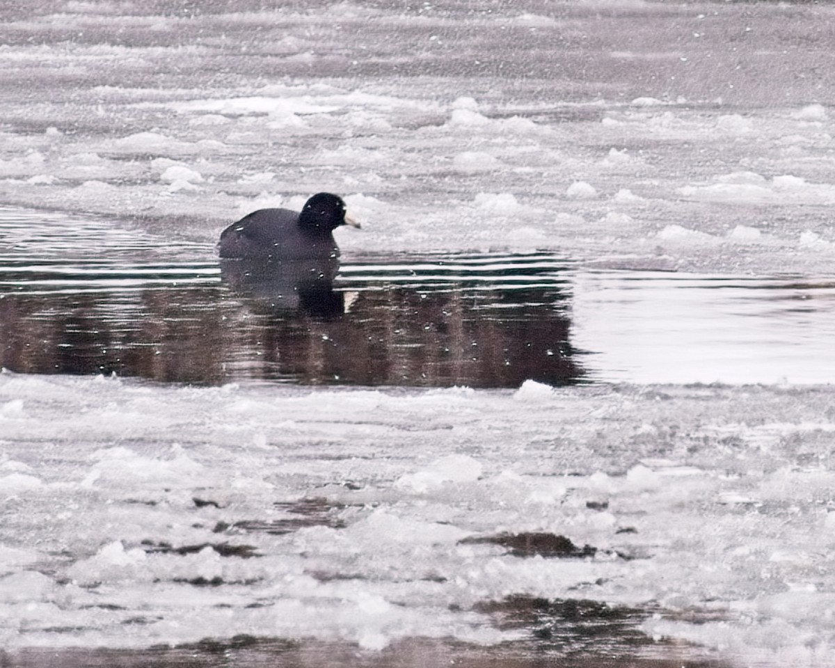 American Coot - ML616382803