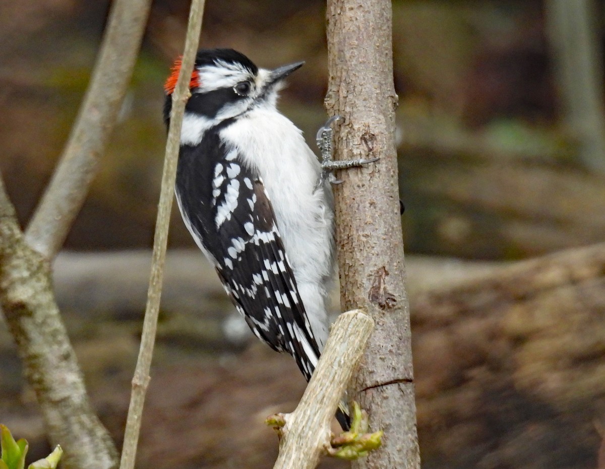 Downy Woodpecker - ML616382884