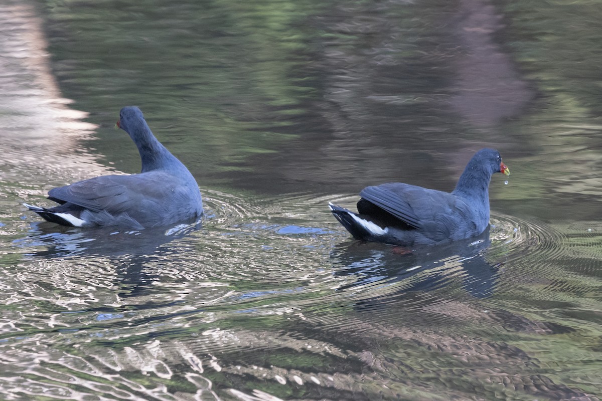 Dusky Moorhen - Dan Ellison