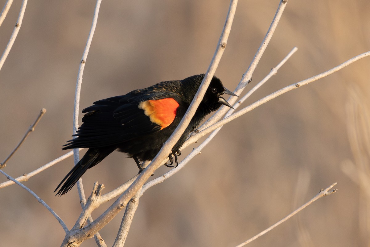 Red-winged Blackbird - ML616382908