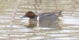 Green-winged Teal - ML616382957