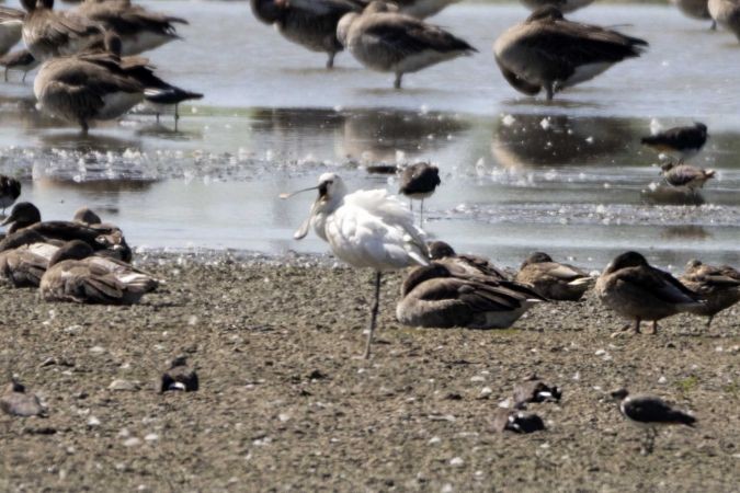 Eurasian Spoonbill - Mariusz Lizoń