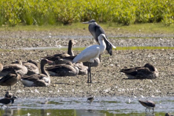 Eurasian Spoonbill - ML616382969