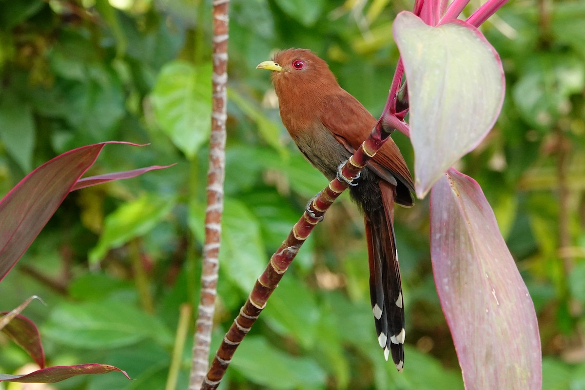 Little Cuckoo - ML616382983