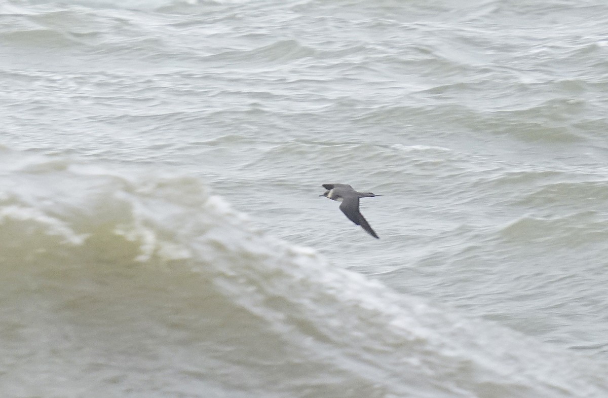 Parasitic Jaeger - ML616382999