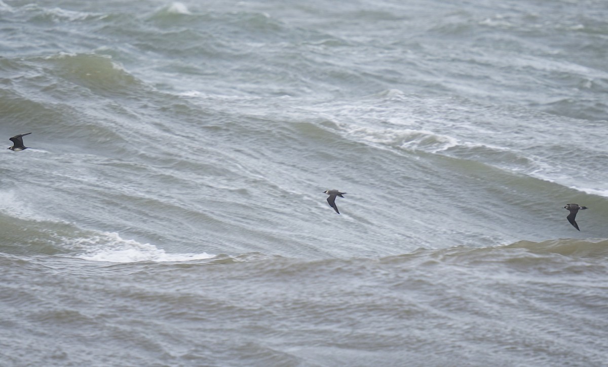 Parasitic Jaeger - ML616383003