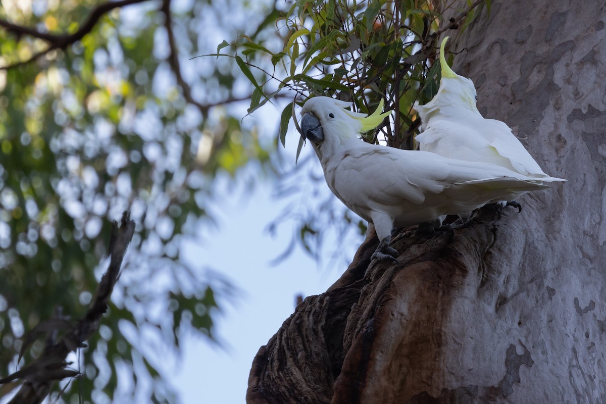 Gelbhaubenkakadu - ML616383018