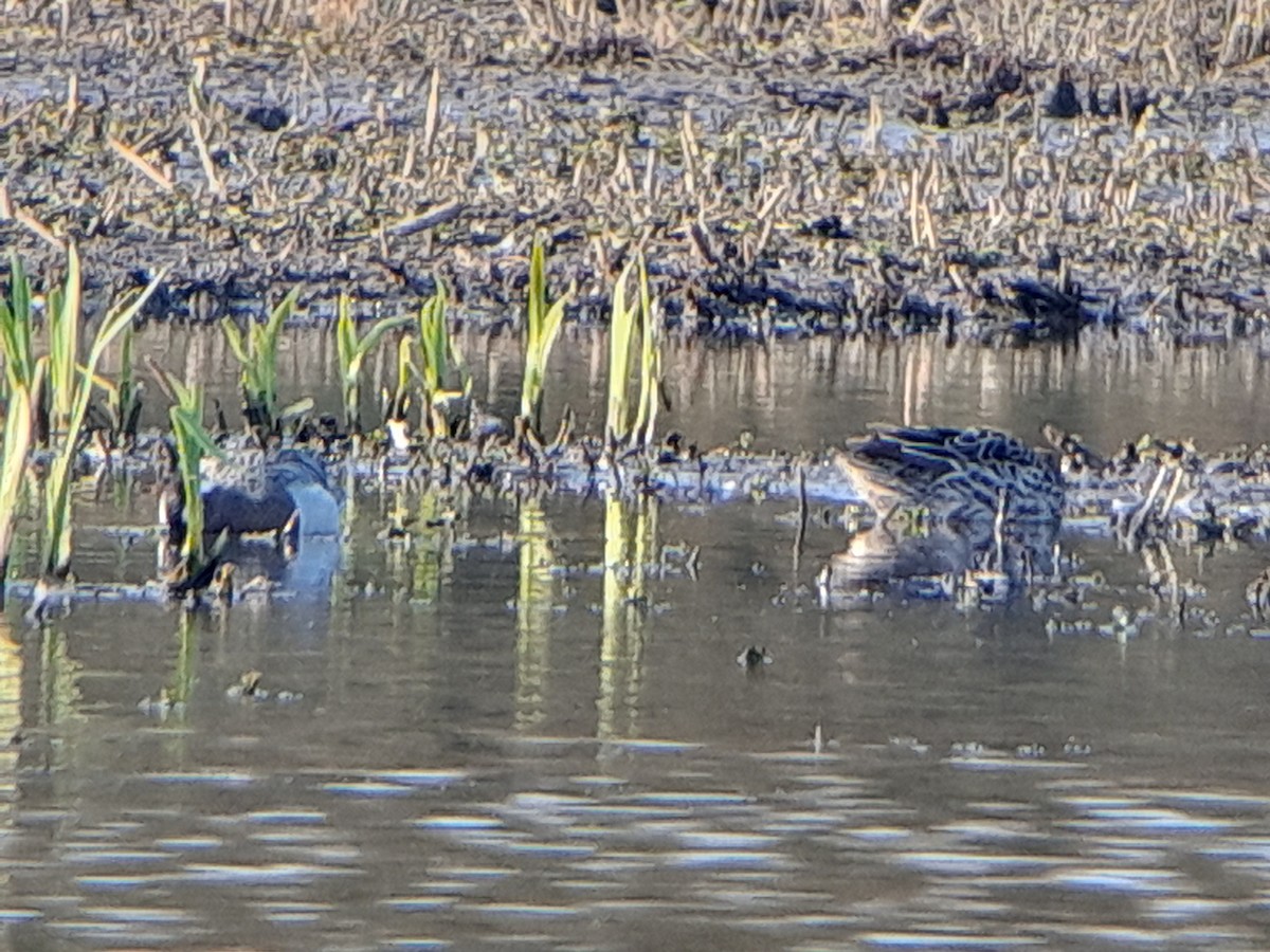 Garganey - Björn Deduytsche