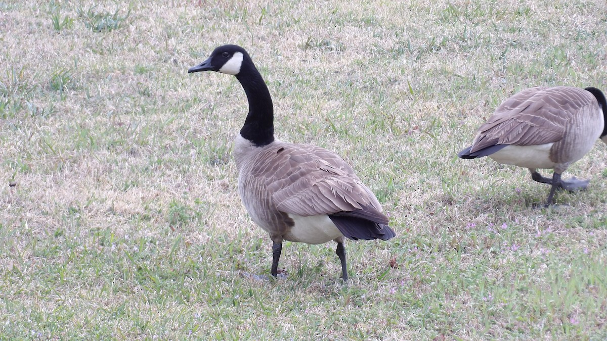 Canada Goose - ML616383042