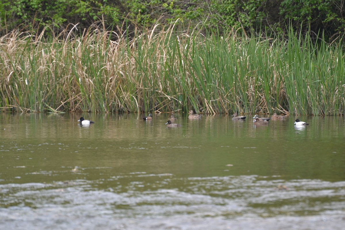 Lesser Scaup - Douglas Pearsall