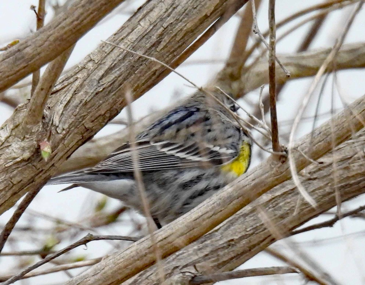 Yellow-rumped Warbler - ML616383062