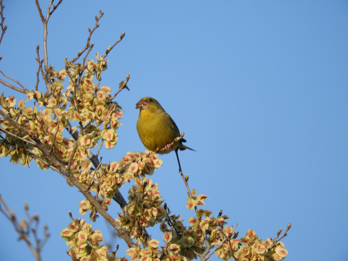 European Greenfinch - Sanja Vujković