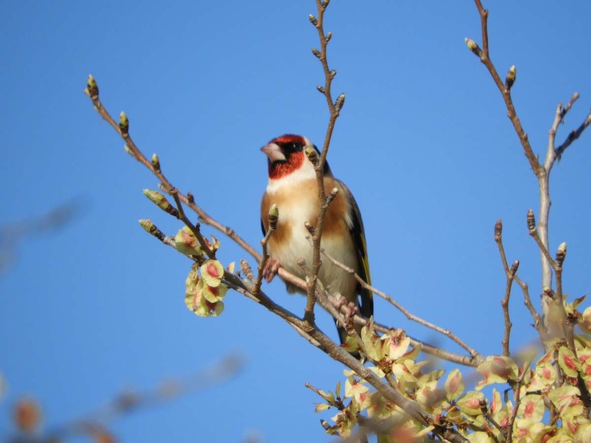 European Goldfinch - ML616383172