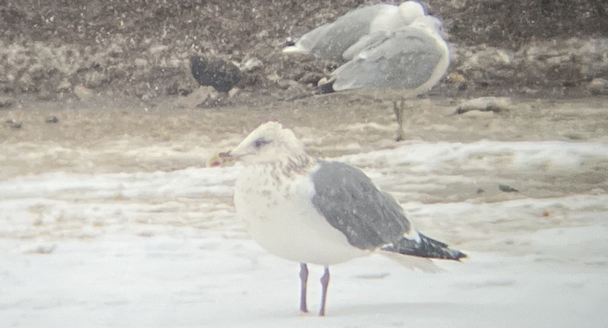 Herring Gull (Vega) - Santi Tabares