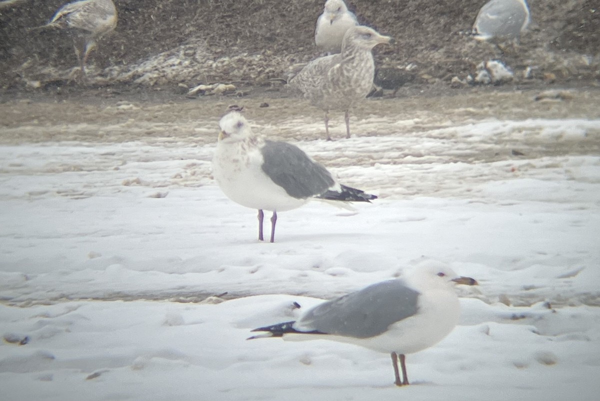 Herring Gull (Vega) - Santi Tabares