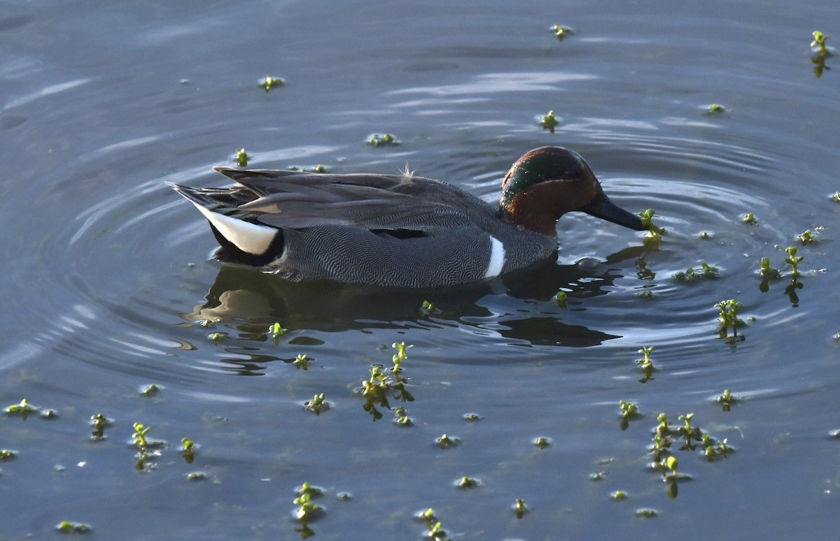 Green-winged Teal - ML616383214