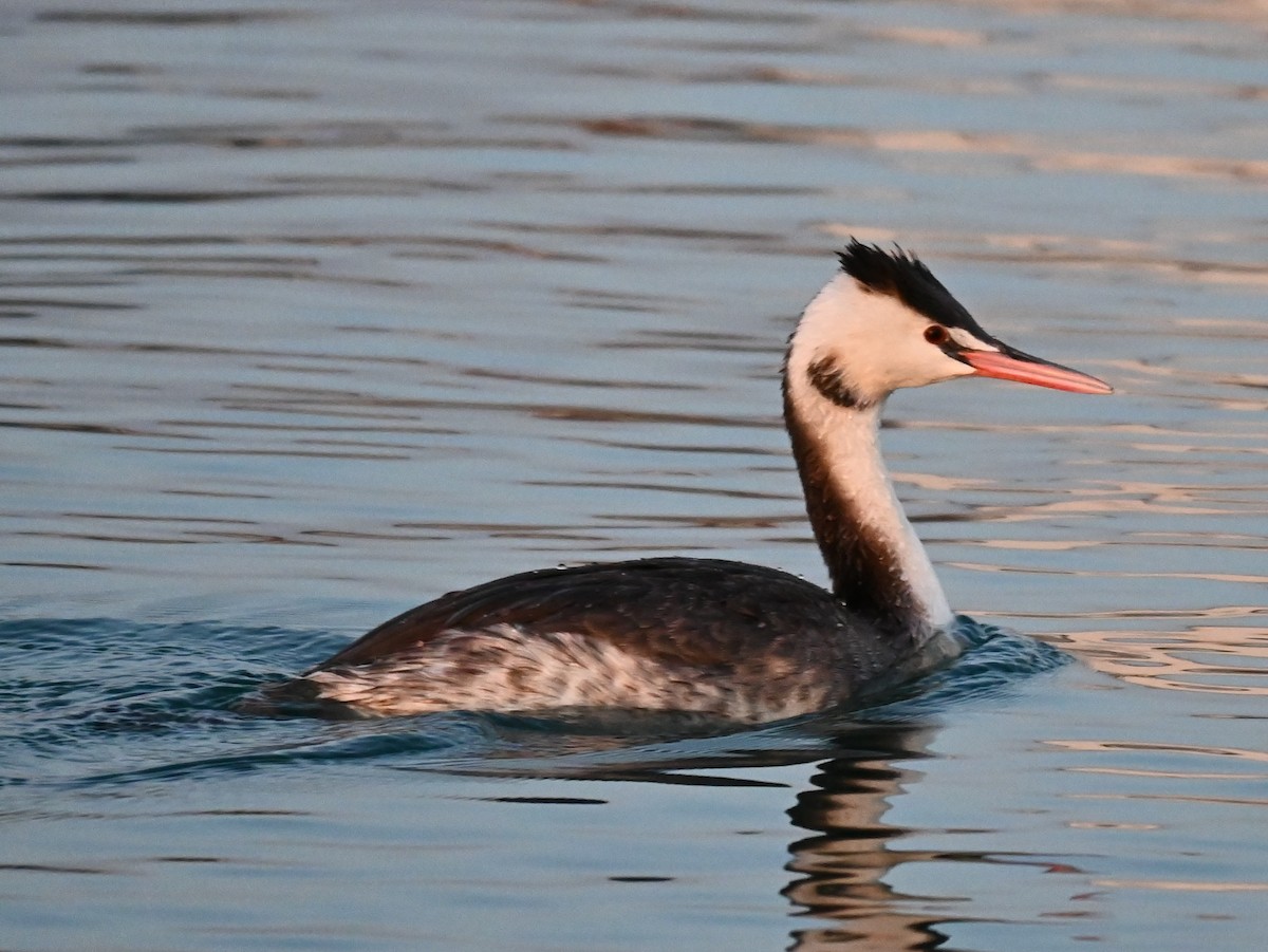 Great Crested Grebe - Sanja Vujković