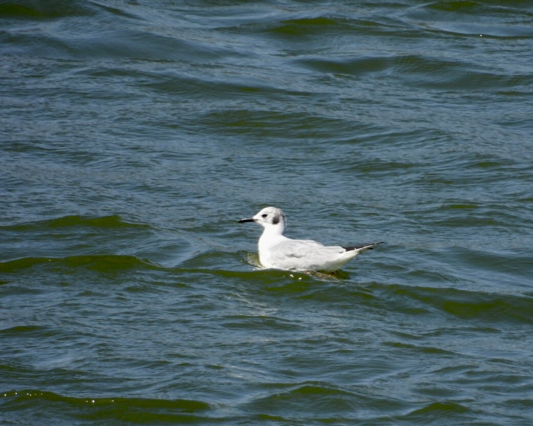 Bonaparte's Gull - ML616383224