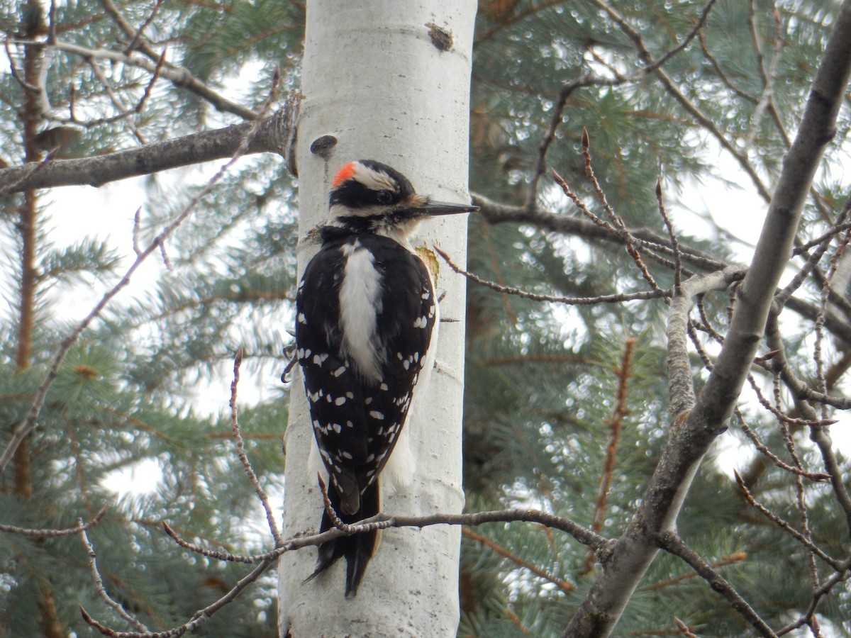 Hairy Woodpecker - Scott Freeman