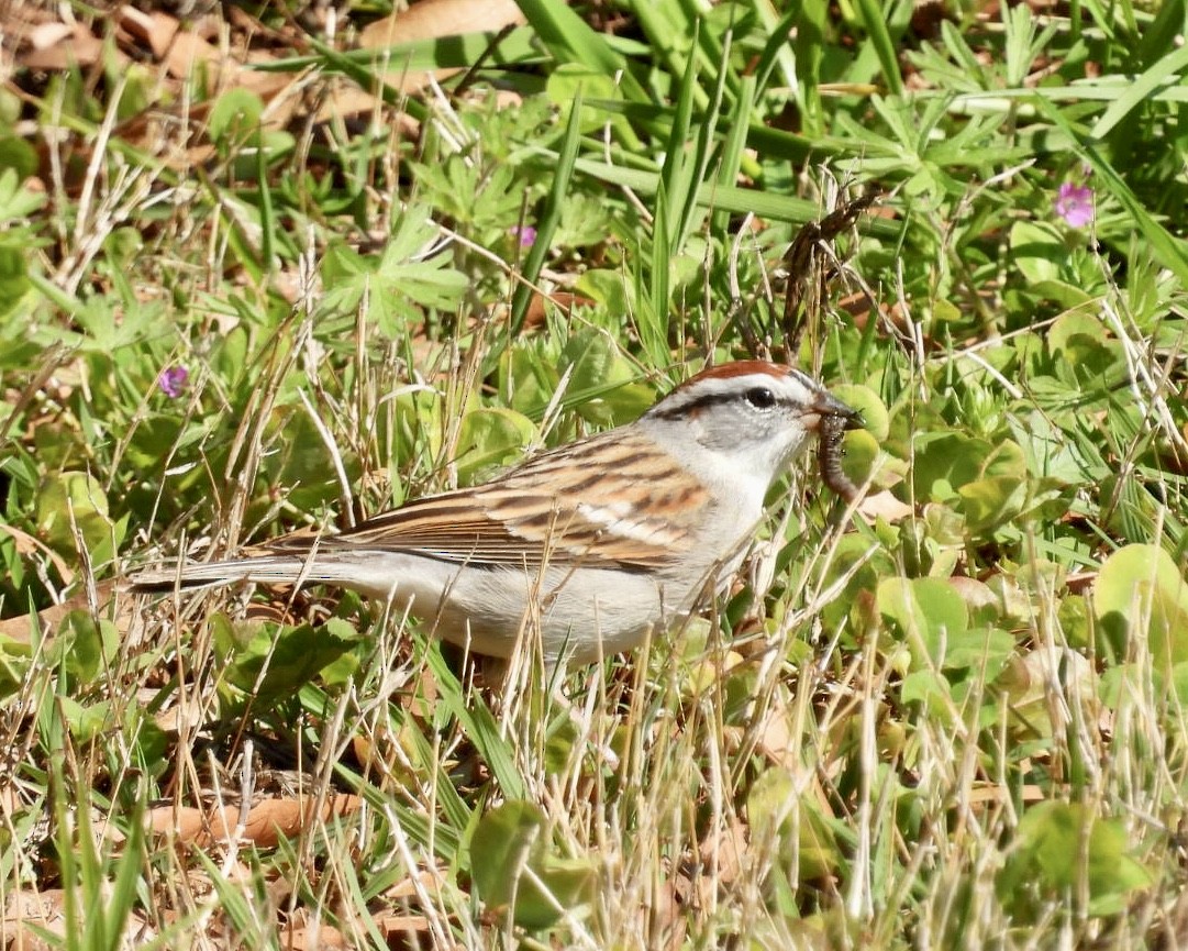 Chipping Sparrow - ML616383235