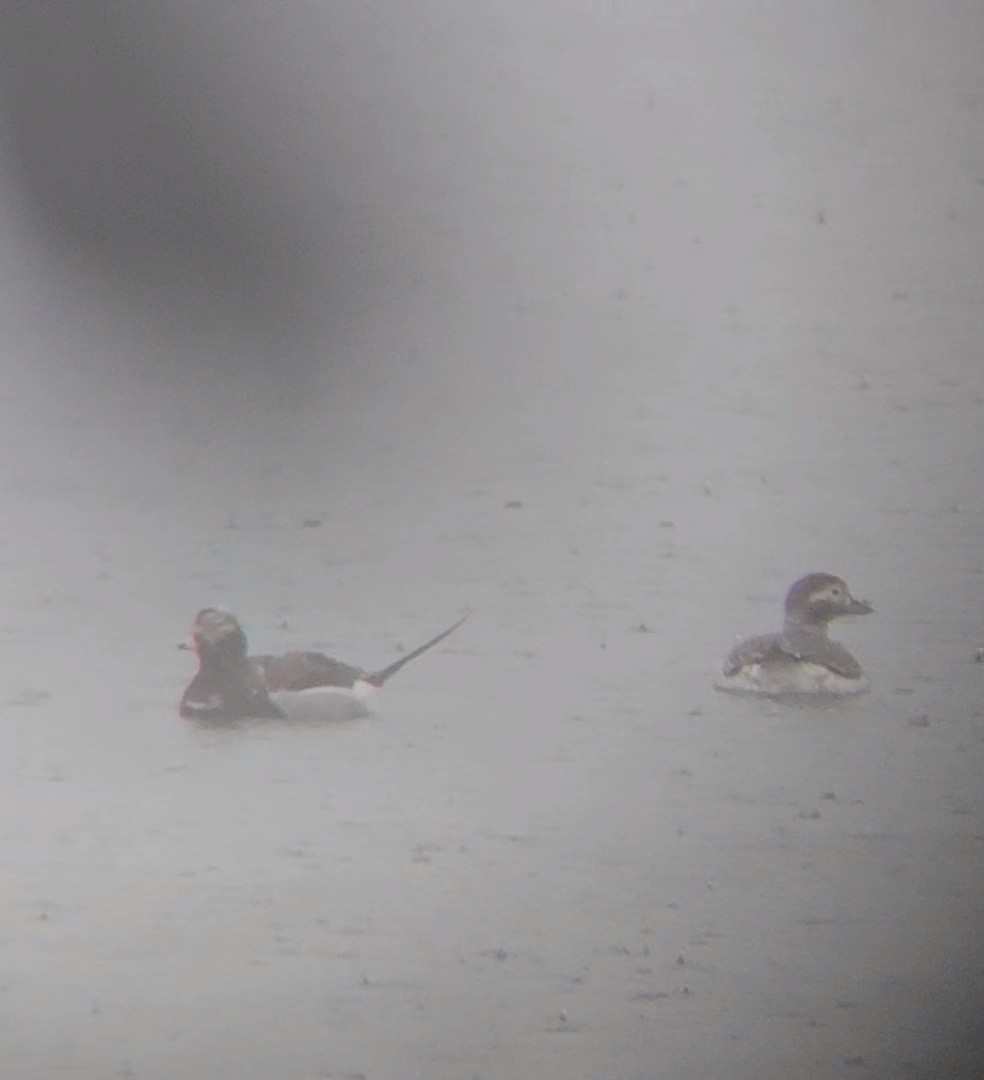 Long-tailed Duck - ML616383243