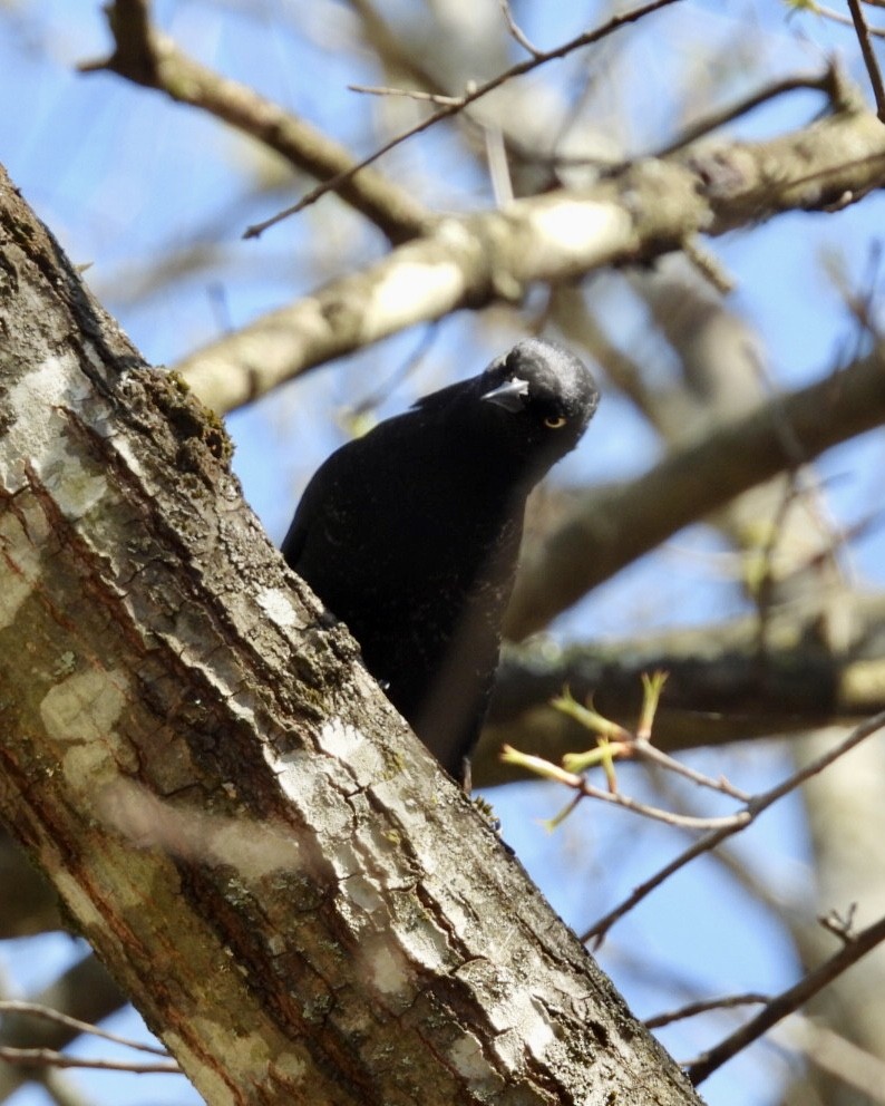 Rusty Blackbird - ML616383253