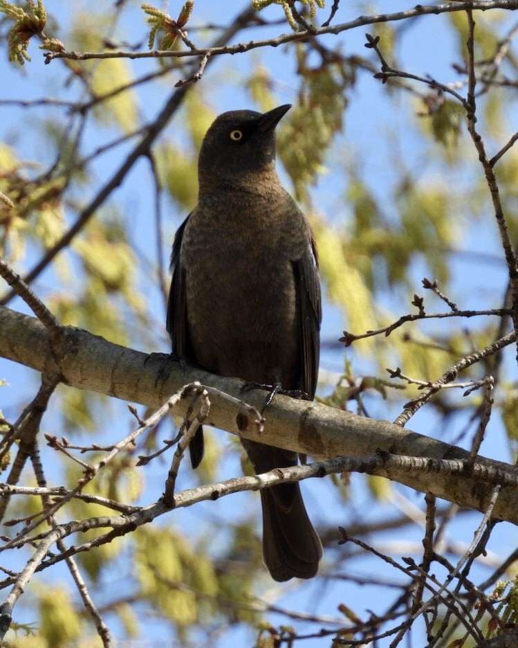 Rusty Blackbird - ML616383254