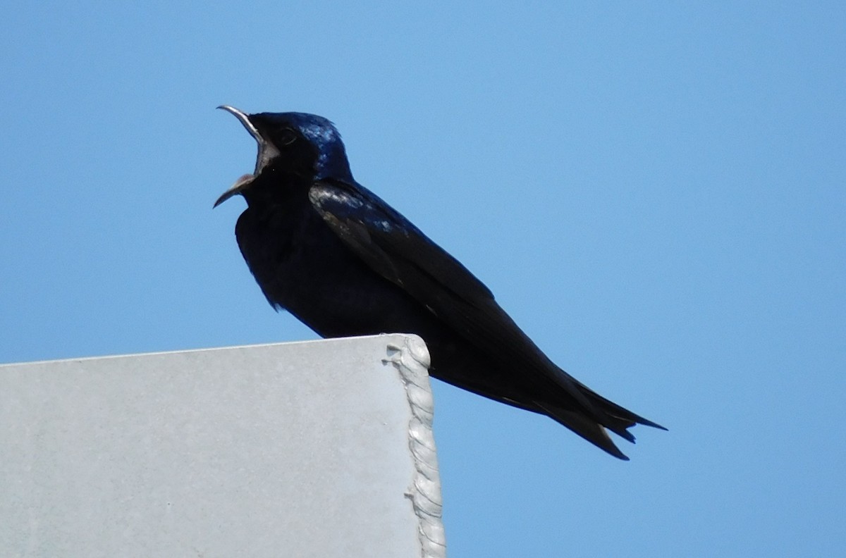 Purple Martin - Kathy Rhodes