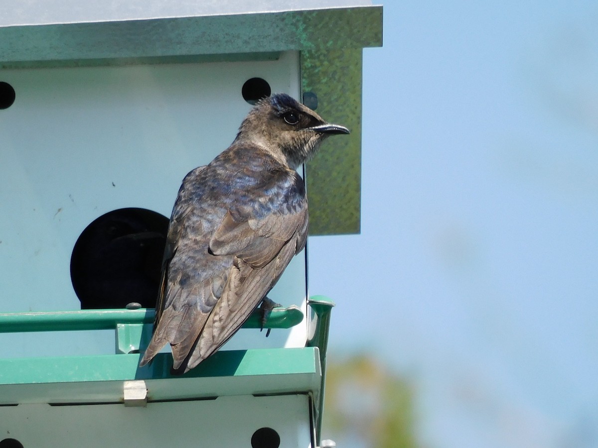 Purple Martin - Kathy Rhodes