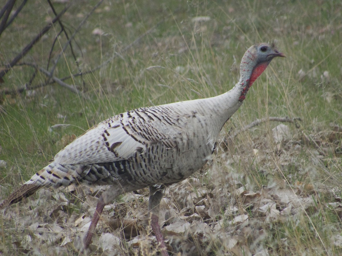 Wild Turkey - ML616383267